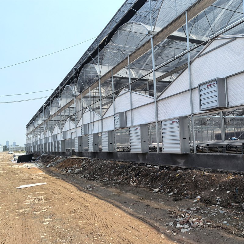 Common Ventilation Mistakes in Phalaenopsis Greenhouses