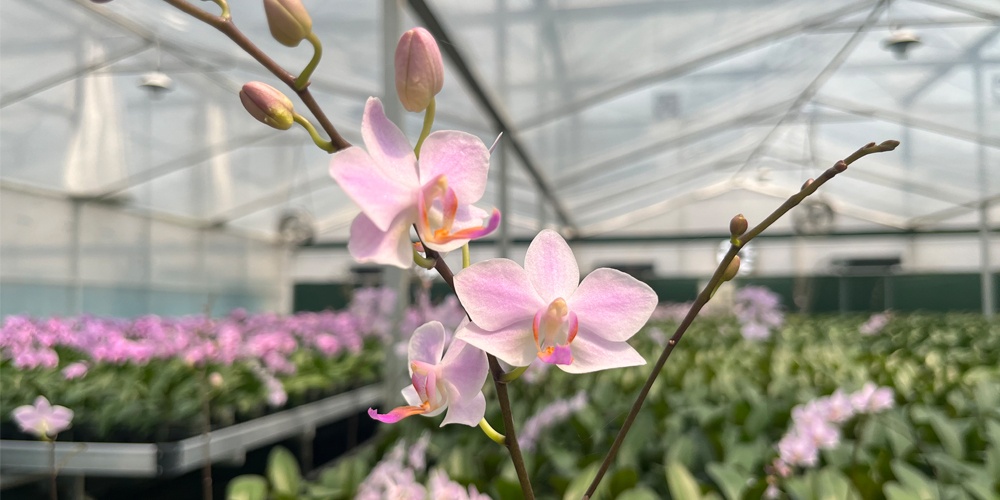 greenhouse circulation fans