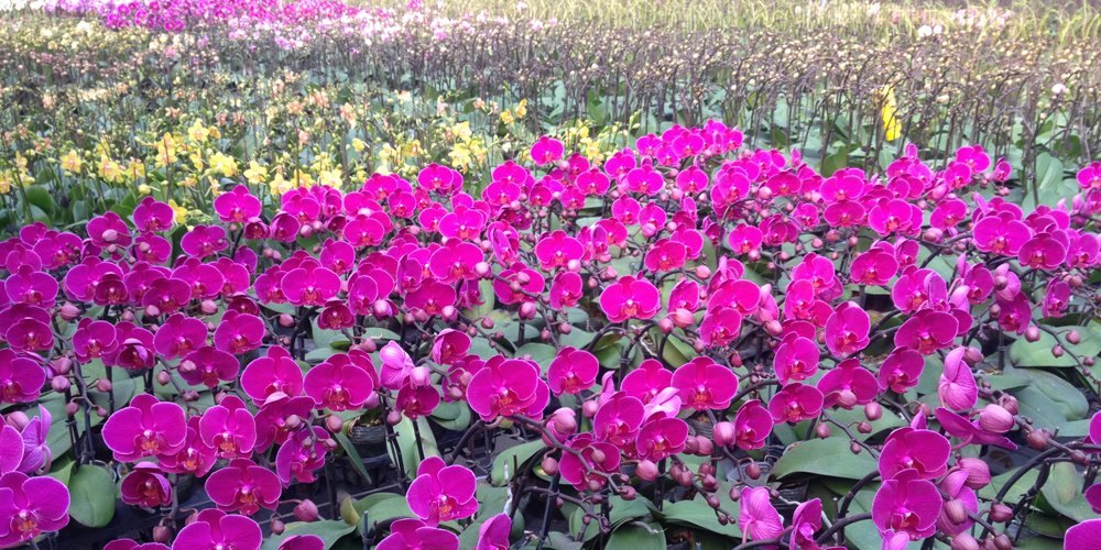 plastic polytunnel greenhouse