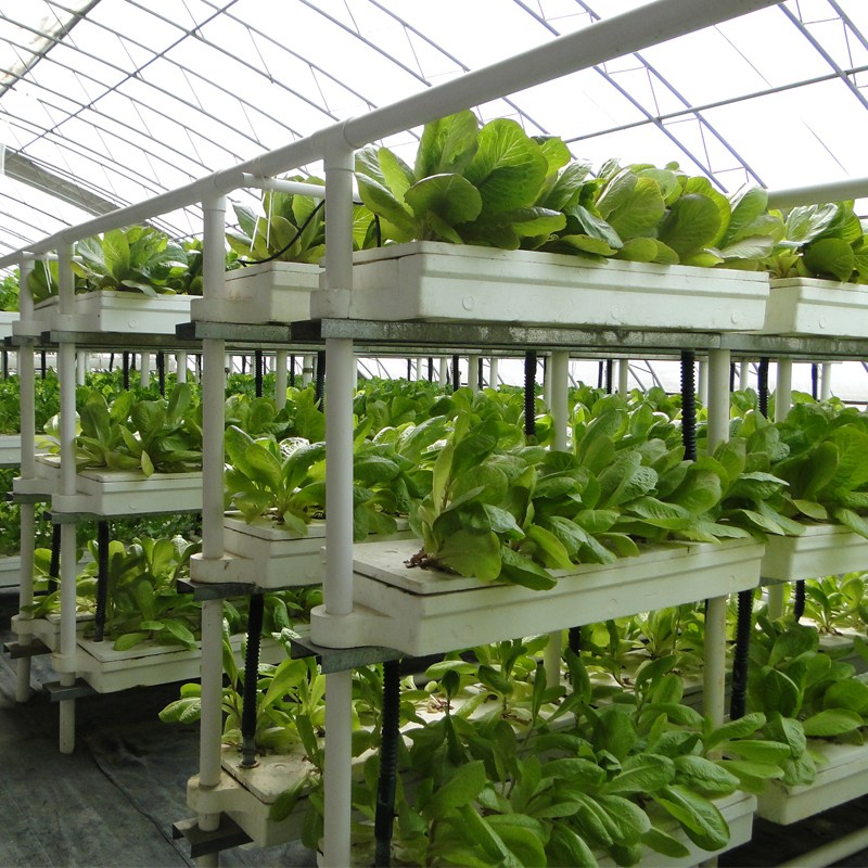 Merits and Limitations of Tide-Based Hydroponic Cultivation
