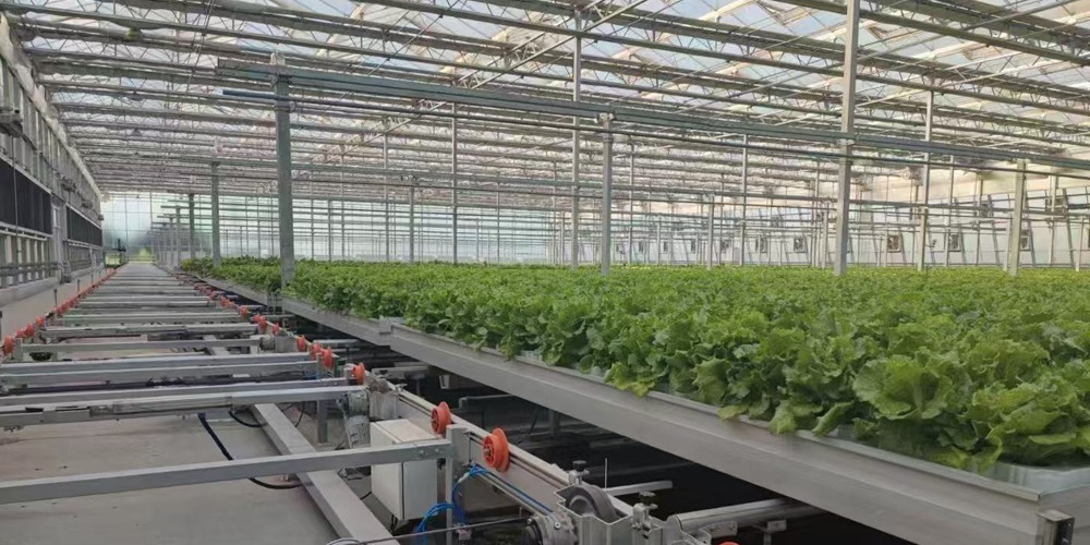 hydroponic vegetable garden indoor hydroponic vegetable garden indoor