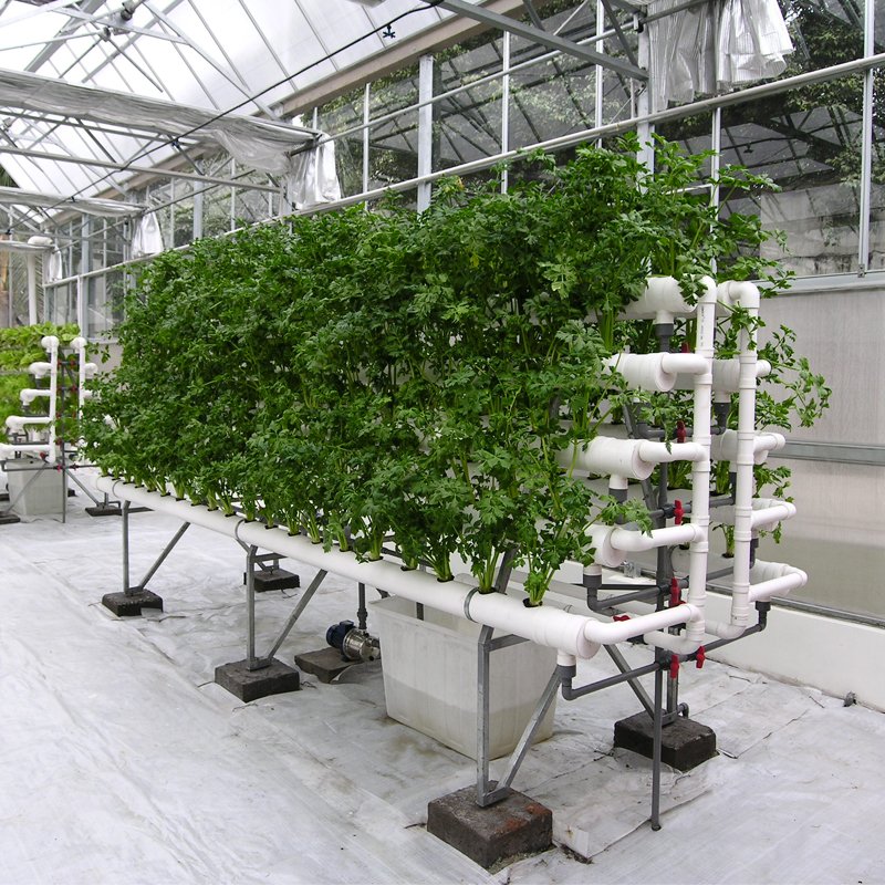 Comparison Between Deep Water Culture and Ebb & Flow Systems