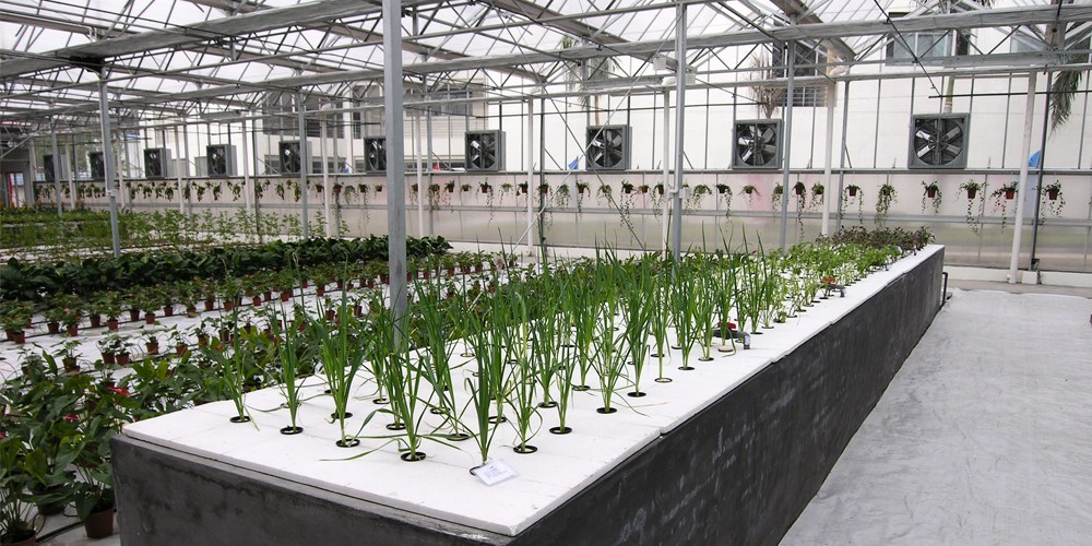 deep water culture hydroponics