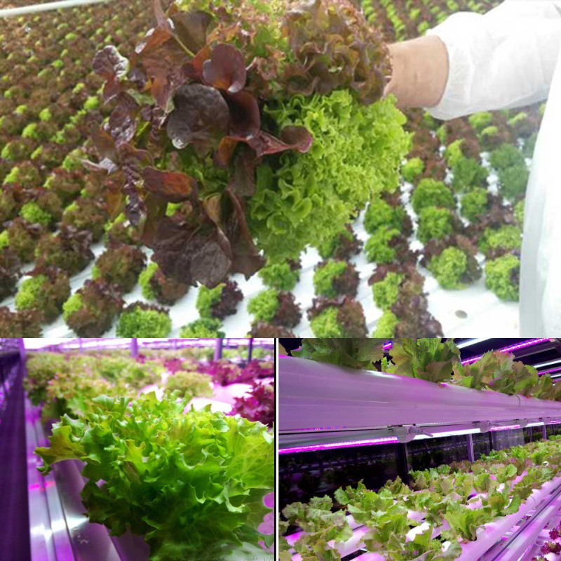 The secret formula for fast-growing greenhouse lettuce
