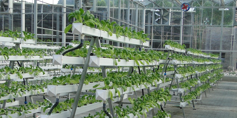 hydroponic farming