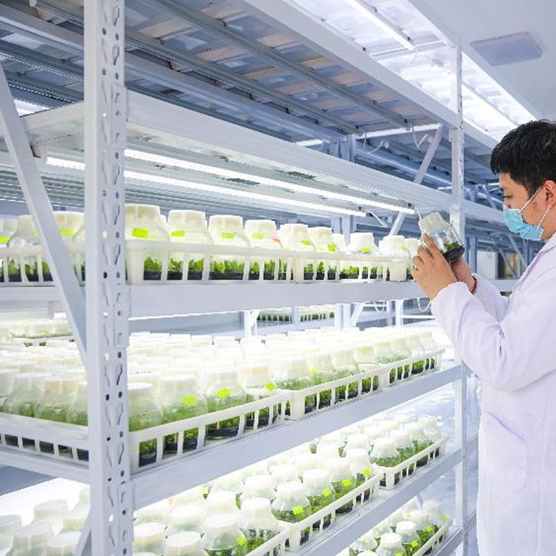 The Complete Greenhouse Acclimatization Process for Tissue-Cultured Phalaenopsis Seedlings