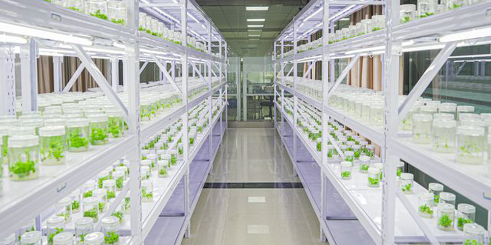 plant tissue culture room