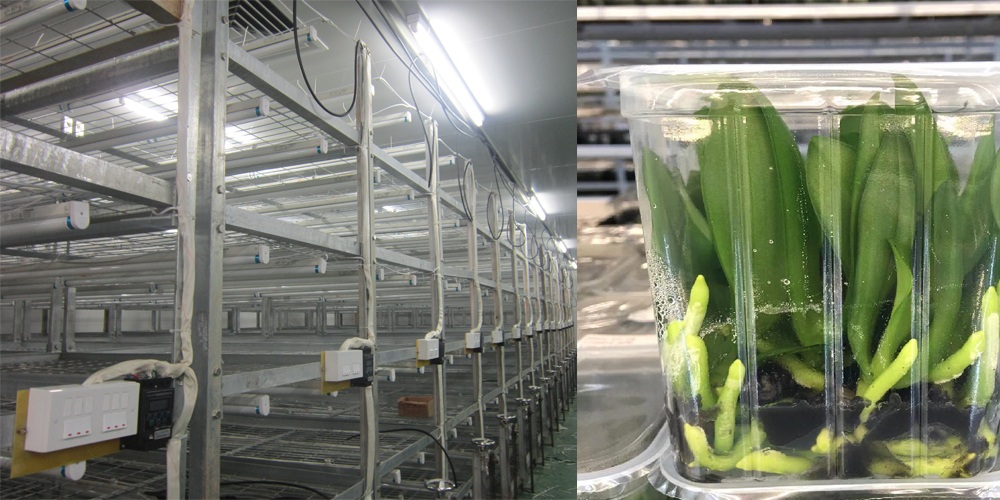 plant tissue culture room