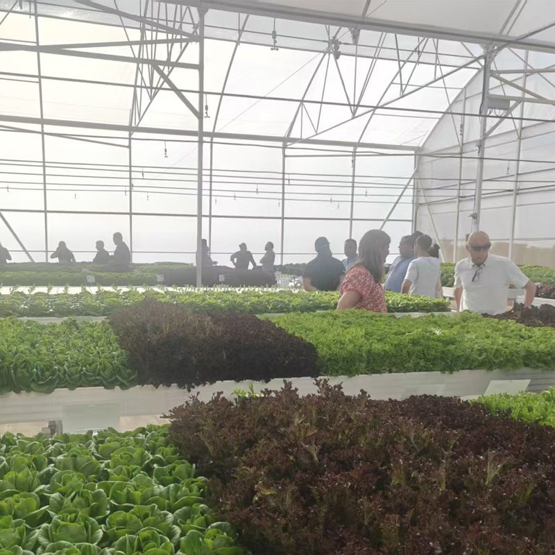 Deeply cultivating hydroponic agriculture and leading international cooperation