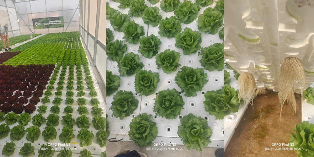 hydroponic farming