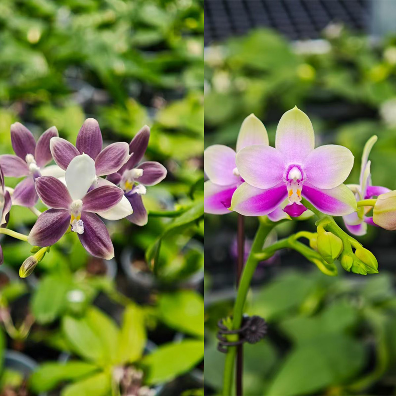 Golden Rules for Humidity Control in Phalaenopsis Greenhouses