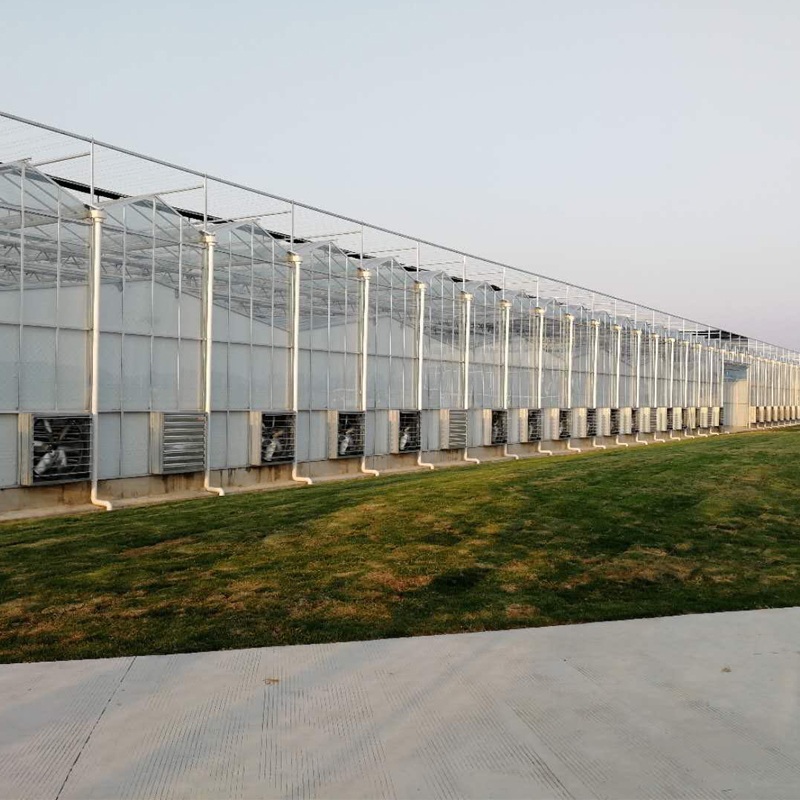 Energy-Efficient Phalaenopsis Greenhouse Construction
