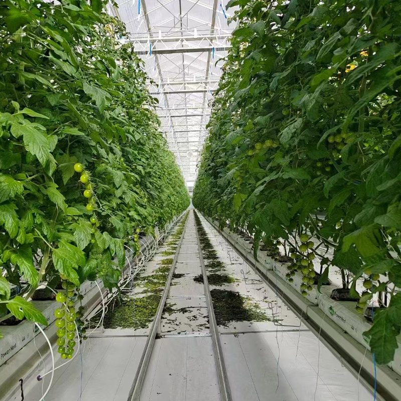 Desert Hydroponic Greenhouses Tackle Food Crisis
