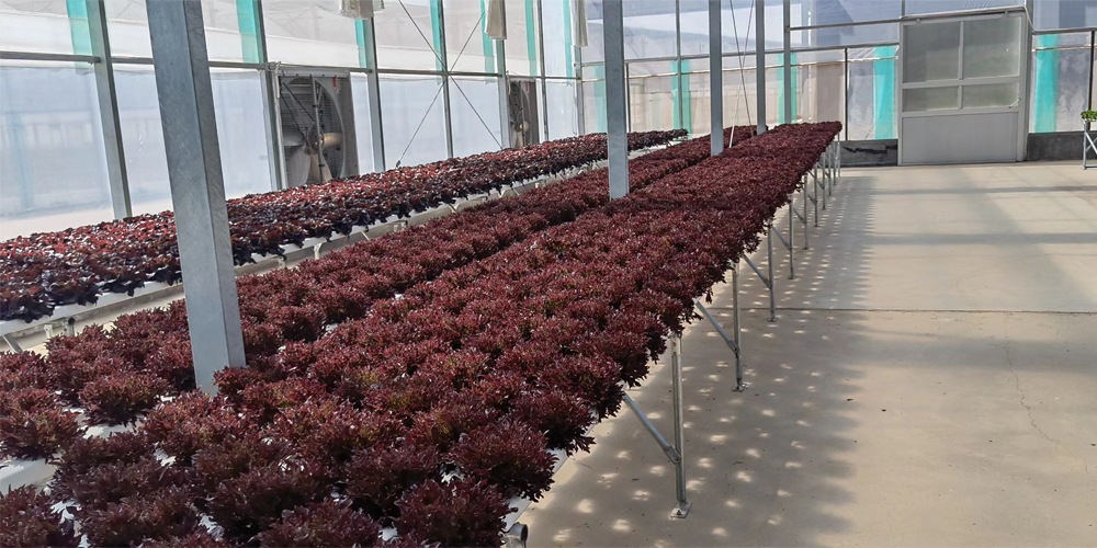 hydroponics hydroponics