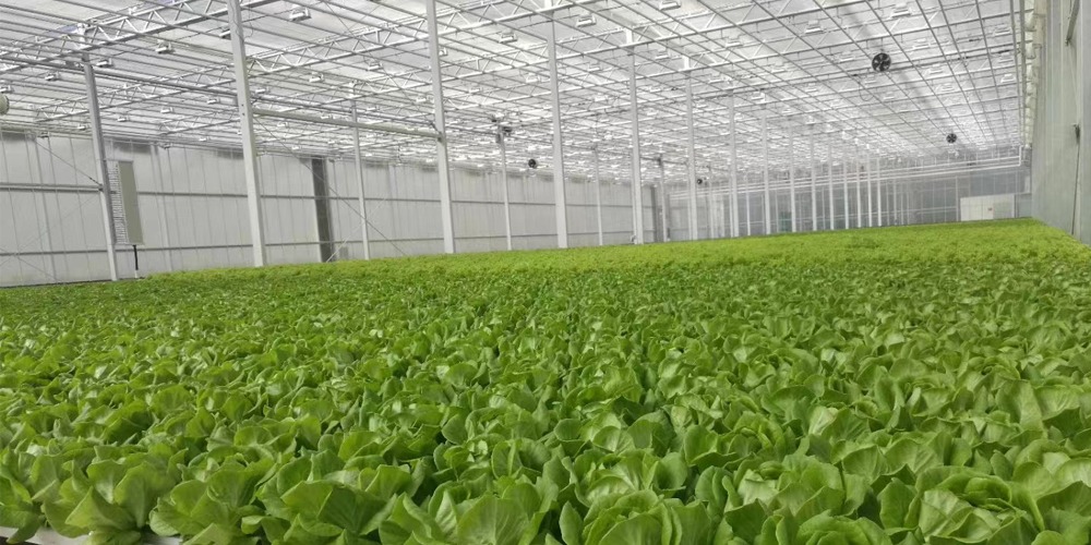 glass green houses glass green houses