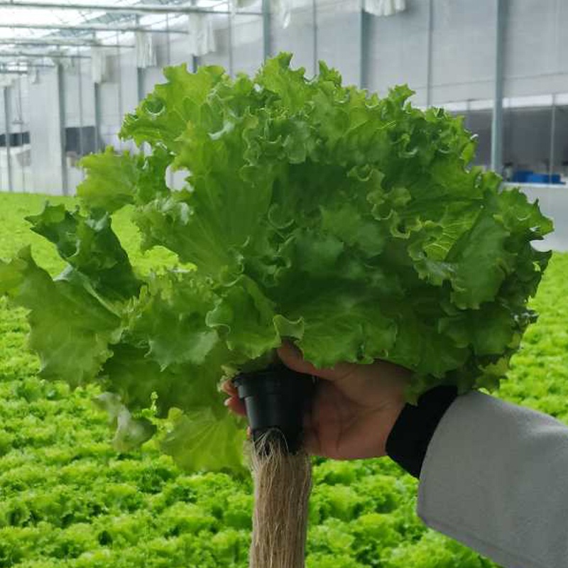 Smart Hydroponic Systems