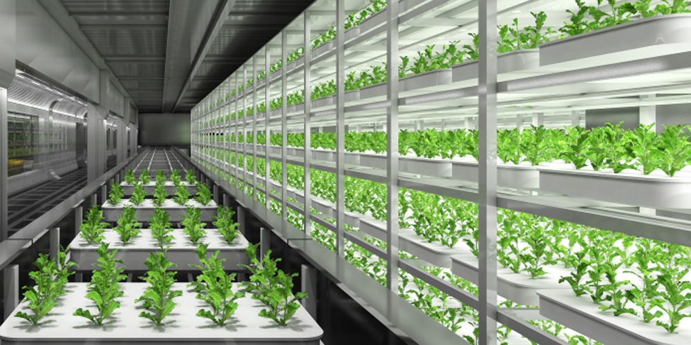 hydroponic vegetable garden indoor