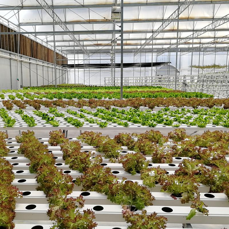 Optimizing Greenhouse Aeroponic and Hydroponic Lettuce Production