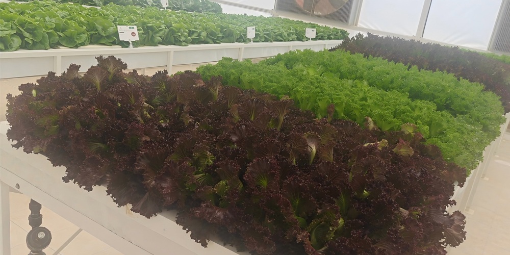 aeroponic lettuce production