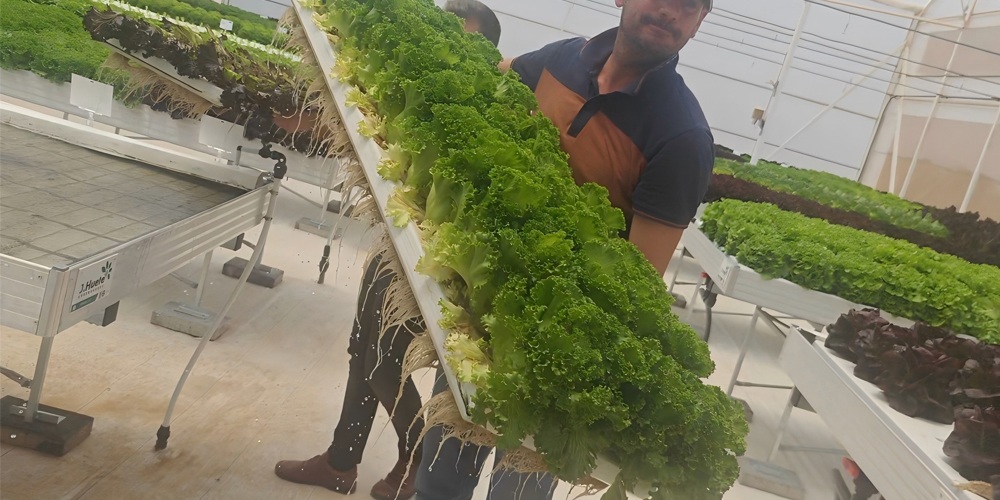 growing lettuce aeroponics