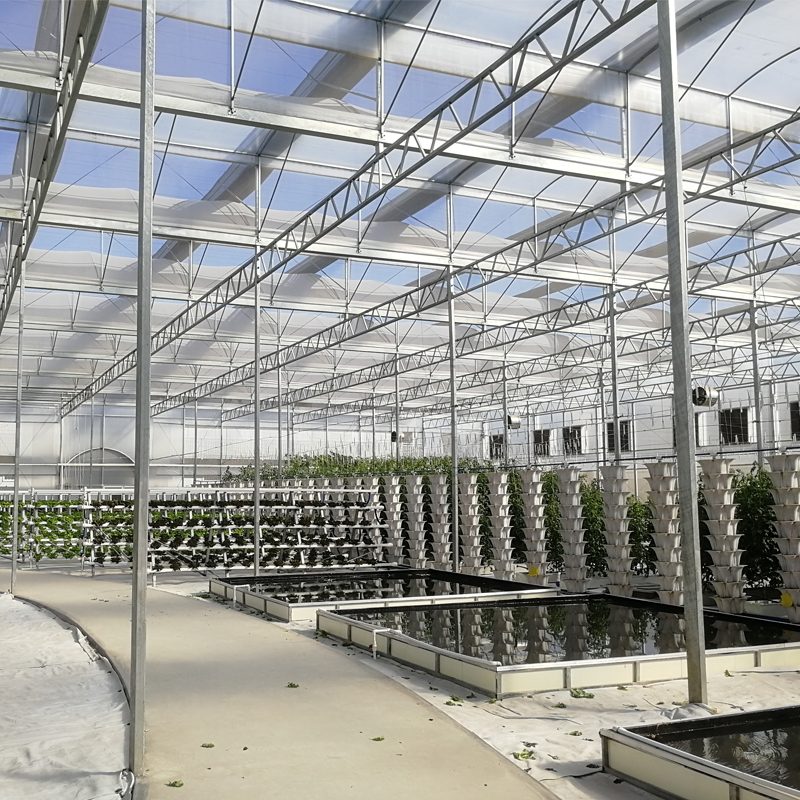Plastic Greenhouses: The High-Yield Engine of Modern Vegetable Farming