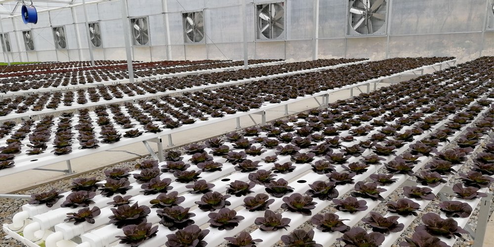 Greenhouse technology