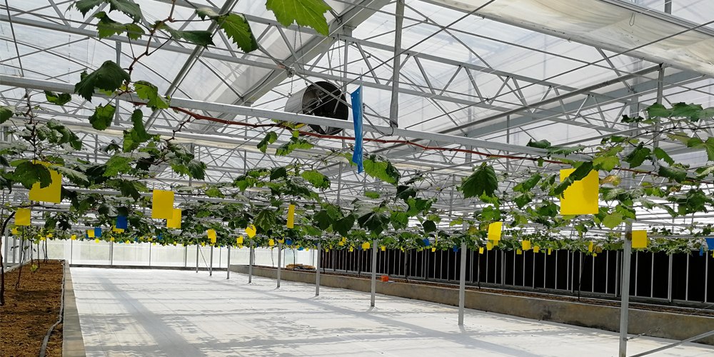 Greenhouse environment