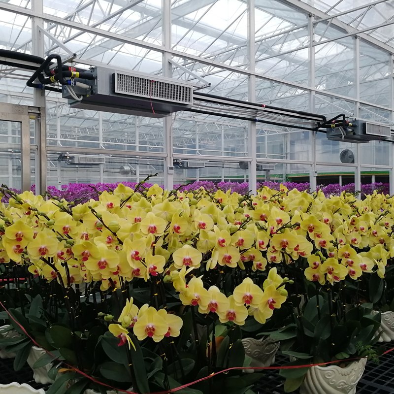 Boosting Phalaenopsis Production by 30%