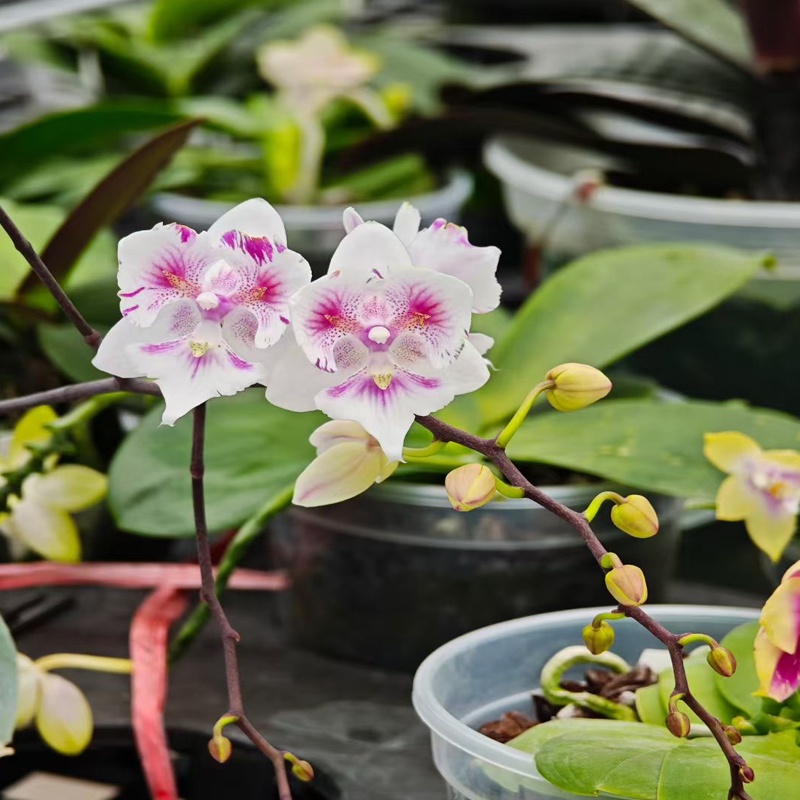 Unveiling the standardized production process of Phalaenopsis in plastic greenhouses