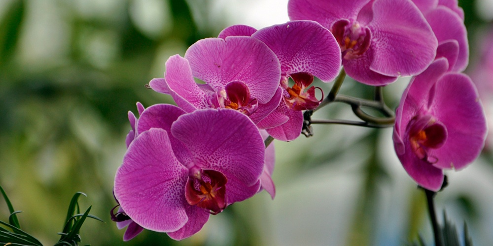 phalaenopsis
