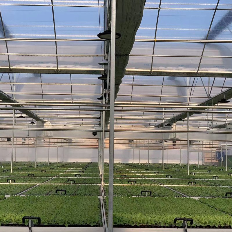 The Surging Tide - The Global Benchmark Journey of Greenhouse Lettuce