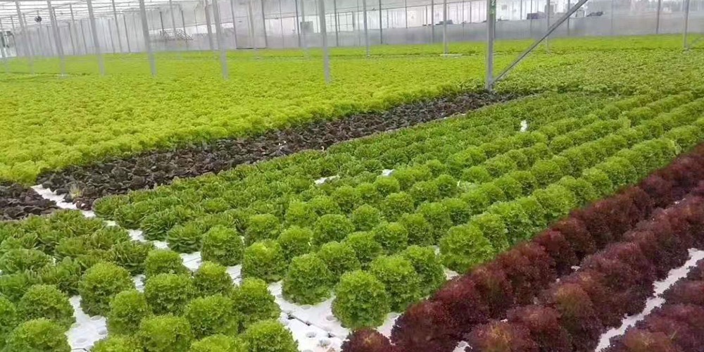 hydroponic farming