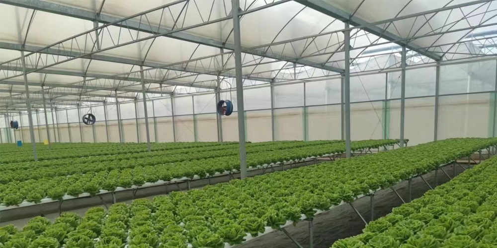 ebb and flow hydroponic system