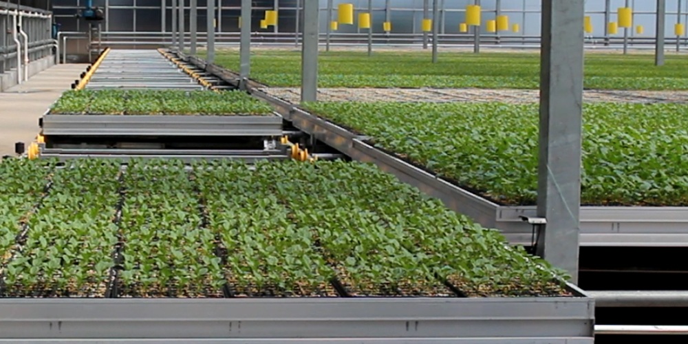 hydroponic farming