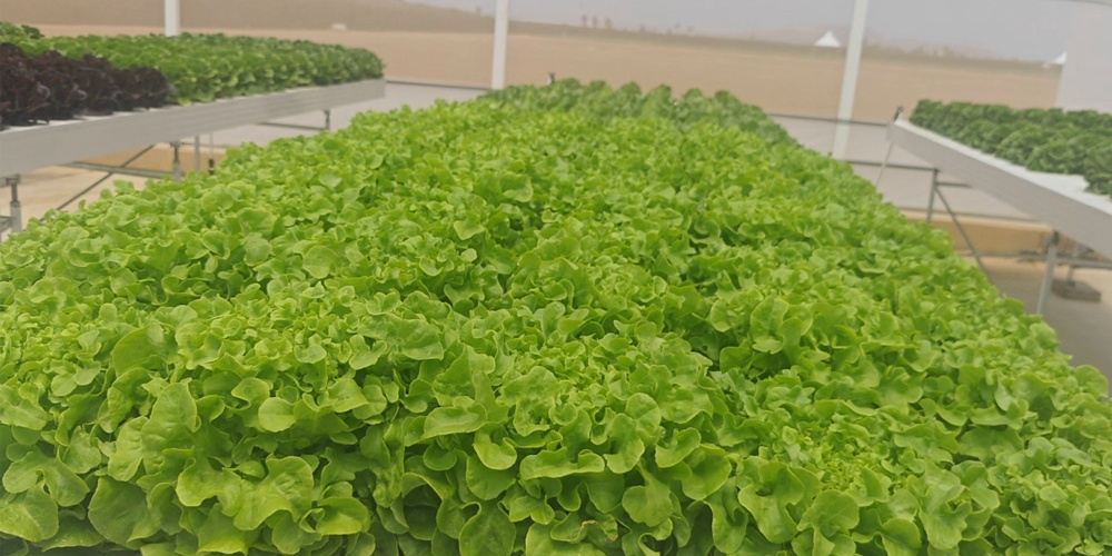 lettuce grow farmstand