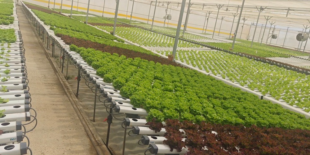 hydroponic greenhouse