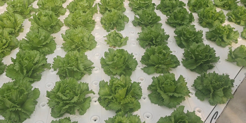 lettuce grow farmstand