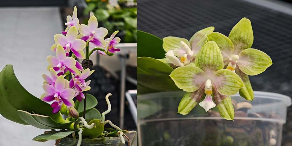 plastic polytunnel greenhouse
