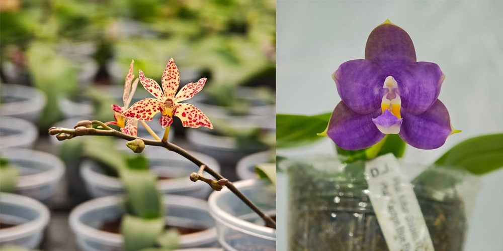 Greenhouse cultivation