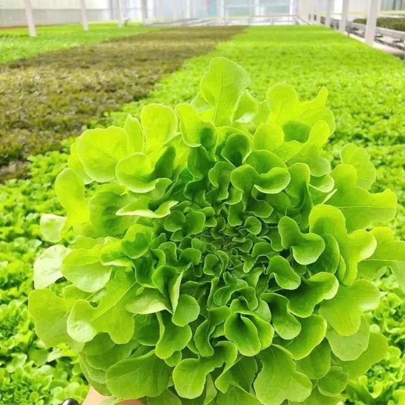 Transform Your Balcony into a Lettuce Factory! A Practical Guide to a Home Ebb and Flow Hydroponic Greenhouse