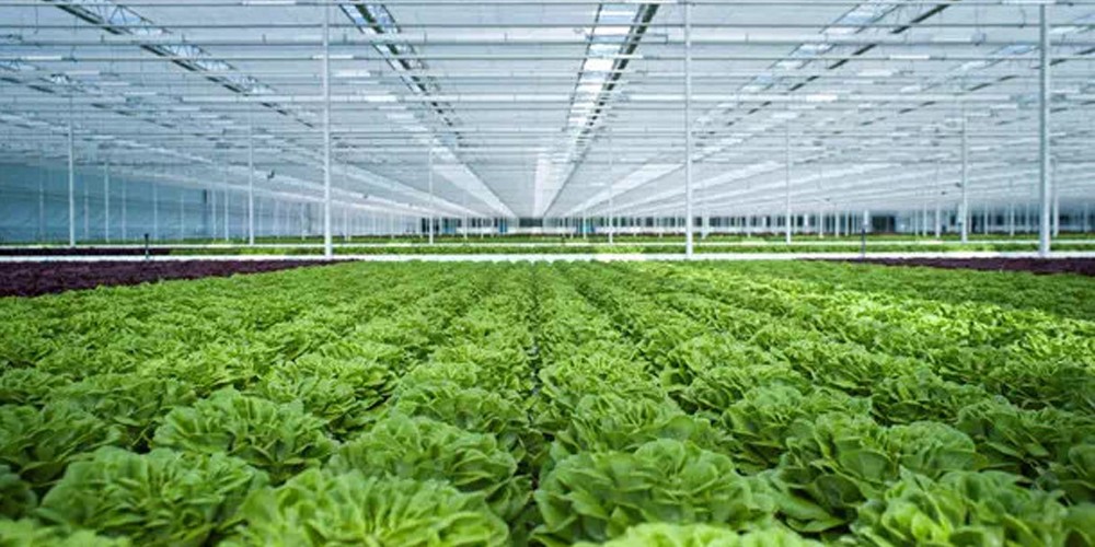 hydroponic greenhouse hydroponic greenhouse