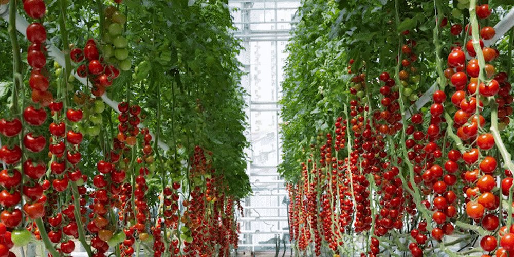 ebb and flow hydroponic system ebb and flow hydroponic system