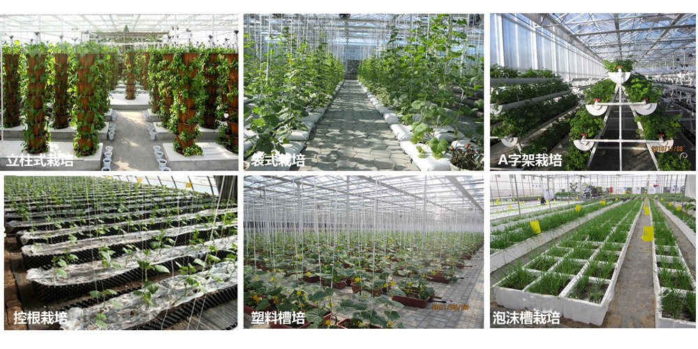 lettuce grow farmstand