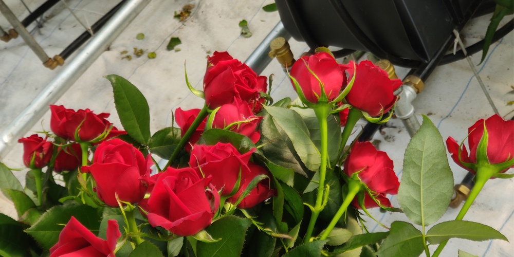 greenhouse sun shade netting