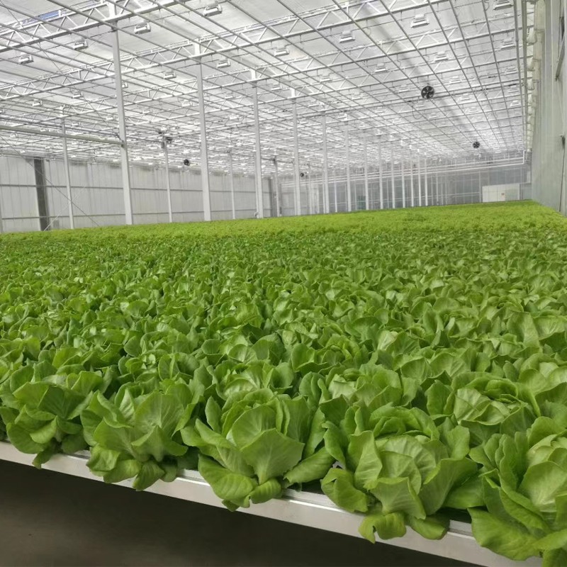 Hydroponic Greenhouses: Achieving Year-Round Stable High Yields