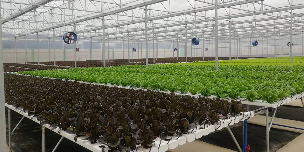 hydroponic greenhouse