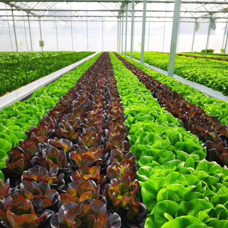 Soilless Cultivation: The Modern Revolution of Plastic Greenhouses and Hydroponic Farming