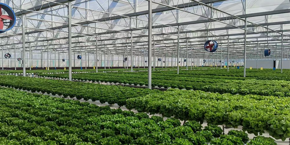 hydroponic greenhouse