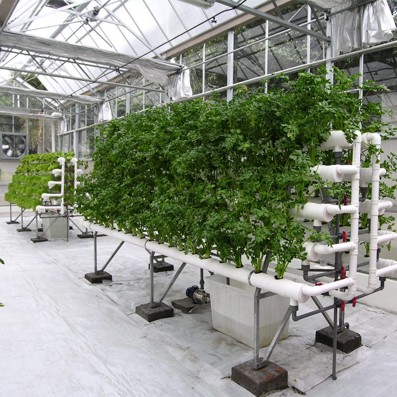 Zero-Base Guide to Building a Greenhouse: A Compact and Beautiful Home Hydroponic Farm