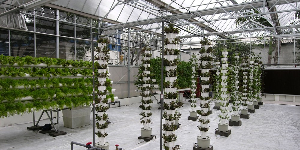 lettuce hydroponic system